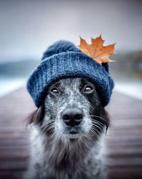 Fall Dog Photos, Dog Photoshoot Pet Photography, Dog Photoshoot, Fall Dog, Dog Photograph, Favorite Season, Arte Animal, Dog Photography, Dog Portraits