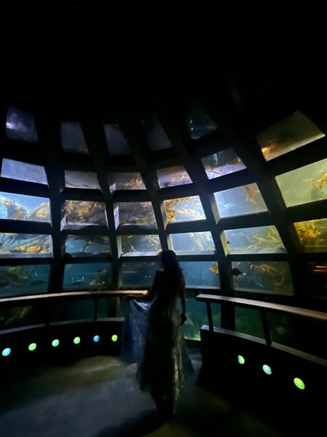 seattle aquarium Seattle Washington Aesthetic, Washington Aesthetic, Aquarium Aesthetic, Seattle Aquarium, Dublin Castle, Frequent Flyer Miles, Trinity College, Cliffs Of Moher, Take Me Out