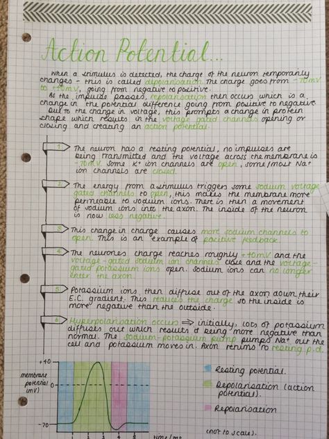 Neuroscience Notes, Action Potential, Study Blog, About Study, Life Study, School Creative, Biology Notes, Student Life, Neuroscience