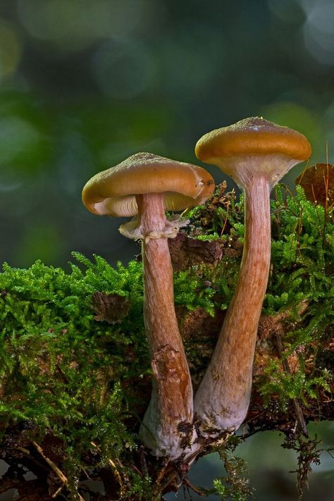 Mushrooms On A Log, Tall Mushrooms, Mushroom Reference, Mossy Log, Mushroom Village, Colorful Creatures, Mossy Forest, Flower Reference, Mossy Tree