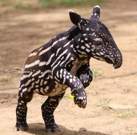 Pangaea Wild: “Baby Malayan tapir 📸 || @s.okano521 Animals Crossing, Interesting Animals, Unusual Animals, Rare Animals, Pretty Animals, Amazing Animals, Wildlife Animals, Weird Animals, Unique Animals