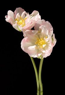 Twin Tulip Ruffles | © All rights reserved Pink Parrot Tulip… | Theresa Elvin | Flickr Background Flowers, Flowers Tulips, Parrot Tulips, Midnight Garden, All Flowers, Exotic Flowers, Beautiful Blooms, Flower Pictures, Flowers And Leaves