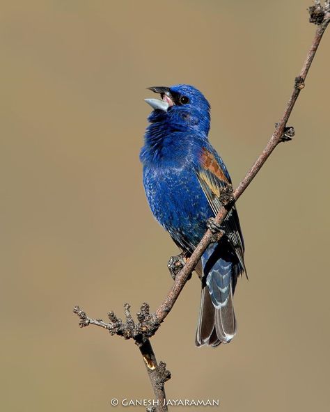 Blue grosbeak Blue Bird Variation, Blue Grosbeak, Red Breasted Grosbeak, Mountain Blue Bird, Pine Grosbeak Birds, Flying Creatures, Bird Art, Birds, Animals