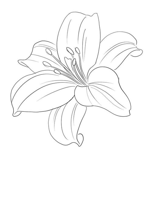 Lilly Line Drawing, Drawing Lily Flower, Lilly Outline, Lily Tattoo Stencil, Lily Outline, Lilly Drawing, Lilly Flower Drawing, Lily Flower Drawing, Tiger Lily Tattoo