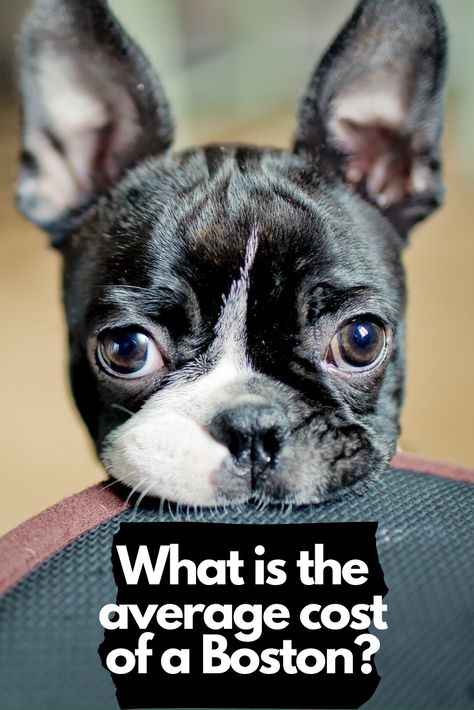 Are you looking to buy a Boston Terrier, but unsure what it will cost you. When I bought Bella, a purebred Boston Terrier, back in 2009 we were able to get her from a breeder for $350.00 in Missouri. But that was over a decade ago. After a few hours of research, here is what I found out.  The average price for a purebred Boston online is $1,299.68. The median price of over 137 different breeders across the country was $1,050. The price can vary wildly from as low as $350 to as high as $3,299. Boston Terriers For Sale, Boston Terrier Puppies For Sale Near Me, Teacup Boston Terrier, Boston Terrier Pups, Boston Terrier Cake, Miniature Boston Terrier, Boston Terrier For Sale, Boston Terrier Accessories, Brown Boston Terrier