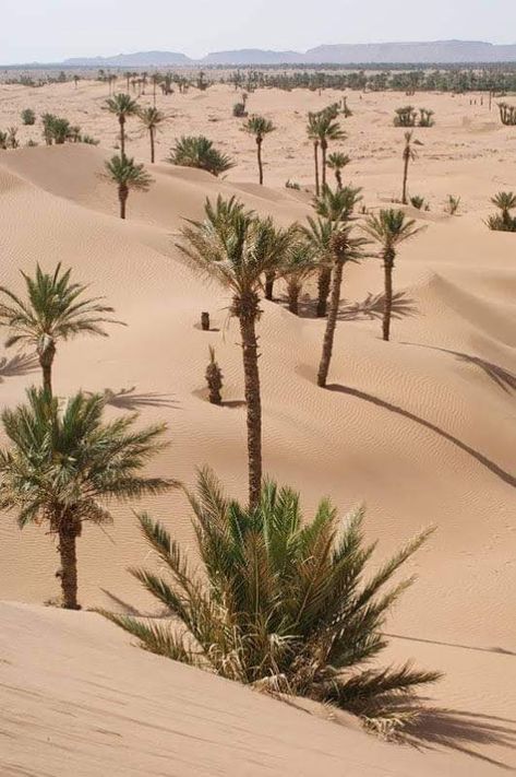 Morocco Tourism, تاج محل, Deserts Of The World, Desert Photography, Diesel Punk, Desert Dream, Desert Life, Desert Oasis, Desert Plants