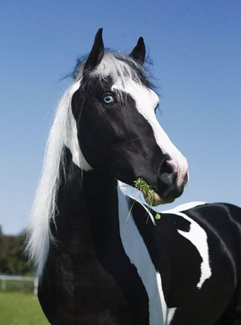 Tobiano Friesian Sport Horse stallion  - Gorgeous horse. Cheval Pie, Horse Portraits, Rare Horses, Paint Horses, Horse Colors, Horse Ideas, Most Beautiful Horses, Appaloosa Horses, Friesian Horse