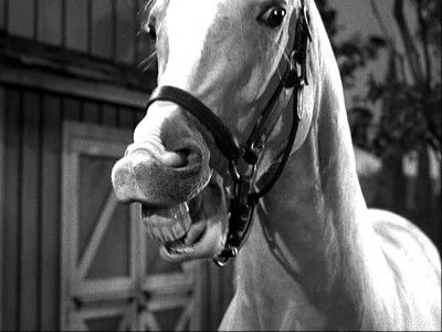 Mister Ed "Stop gabbin' and get me some oats!" V Tv Show, Debate Memes, Mr Ed, Baby Surf, Mister Ed, School Tv, Talking Dog, Funny Shows, Fear The Walking Dead