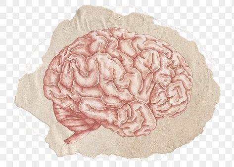 Brain Png Aesthetic, Edit Elements Png, Notes Png Aesthetic, Collage Pieces Png, Encouraging Illustrations, Paper Sticker Png, Art Png Aesthetic, Brain Collage, Brain Aesthetic