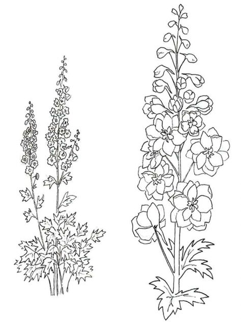 Larkspur Tattoo #tattooideas #tattoosforwomen Larkspur Flower Drawing Tattoo Ideas, Larkspur Flower Drawing, Larkspur Drawing, Flower Drawing Tattoo, Delphinium Tattoo, Larkspur Flower Tattoos, Gladiolus Flower Tattoos, Larkspur Tattoo, Delphinium Flower