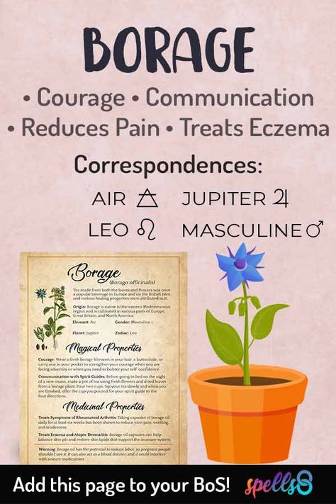 Borage brings courage and joy. With its beautiful bluish star-shaped flowers, borage has been used to provide courage, dispel melancholy and eradicate bad moods since ancient Greece. These flowers were associated with valor, bravery, courage, strength, and protection. The infusion of borage (both flowers and leaves) was traditionally drunk during an initiation or before battle. It was also widely used as a condiment in salads. Borage Uses, Borage Oil Benefits, Herb Correspondences, Pagan Prayers, Elemental Correspondences, Herb Magick, Star Plant, Magical Food, Witch Spells
