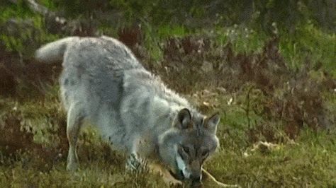 White Wolf : 19 Stunning Photos Of Impressive Wolf Jumps Gray Wolf, Wolf Gif, Wolverine Animal, Wild Wolf, Wolf Spirit, Wolf Pictures, Grey Wolf, Wolf Dog, Wild Dogs