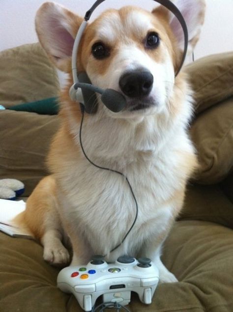 26 Things That You're Forced To Wear When You're A Corgi I just want a corgi so bad! Wii, A Dog, Headphones