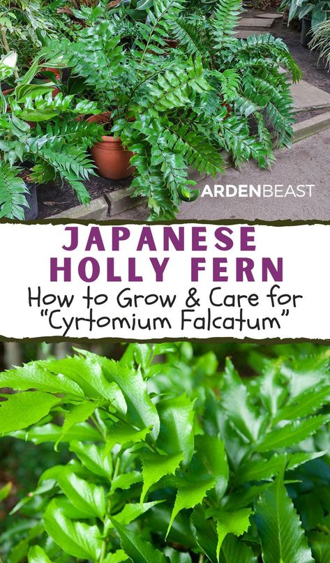 The Japanese holly fern is a species of fern native to eastern Asia. Its unique and intriguing appearance made this plant a household favorite piece to have in many homes, with its deep green color and lush appearance serving as a sure standout no matter where it’s placed | holly fern landscaping | holly fern care | houseplants #hollyfernplant #indoorplants Holly Fern Landscaping, Japanese Holly Fern, Landscaping Ferns, Texas Shade Garden, Fern Plant Care, Pet Safe Indoor Plants, Fern Landscaping, Fern Spores, Japanese Fern