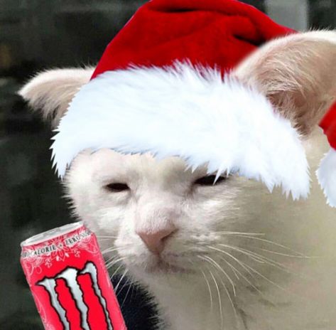 Monster Energy, sad tired cat meme Cat With Monster Energy, Monster Energy Pfp, Monster Pfp, Tired Cat, Sleepy Cats, Reaction Photos, Rockstar Energy Drinks, Pet Monsters, Christmas Pfp