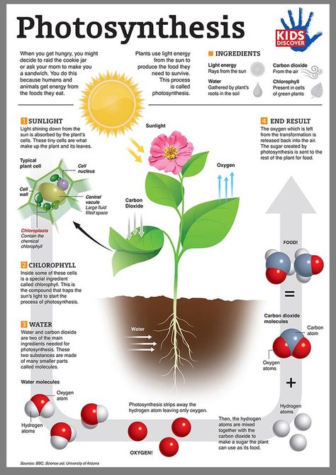 photosynthesis infographic Teaching Informational Text, Teaching Biology, Unit Studies, Plant Science, E Mc2, Science Resources, Science Biology, Homeschool Science, Kids Discover