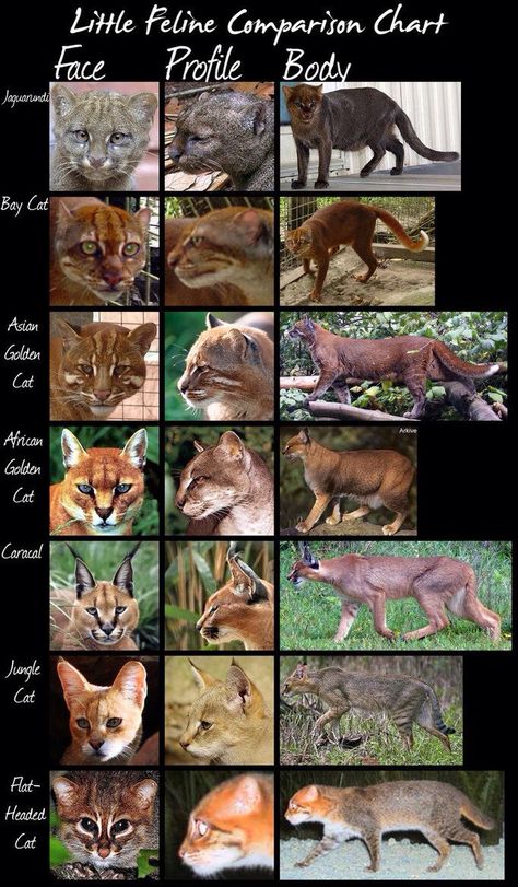 Small Cat Comparison Chart Cats Species, Types Of Wild Cats, Wild Cat Breeds, Wild Cat Species, Small Wild Cats, Evil Cat, Story Planning, Cat Species, Comparison Chart