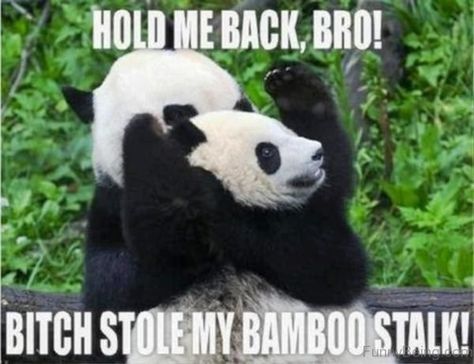 30 of The Funniest And Cutest Panda-Memes on The Web Funny Panda, Panda Bears, Panda Love, Ya Books, Cute Panda, Funny Animal Pictures, Funny Pics, Animal Memes, Panda Bear