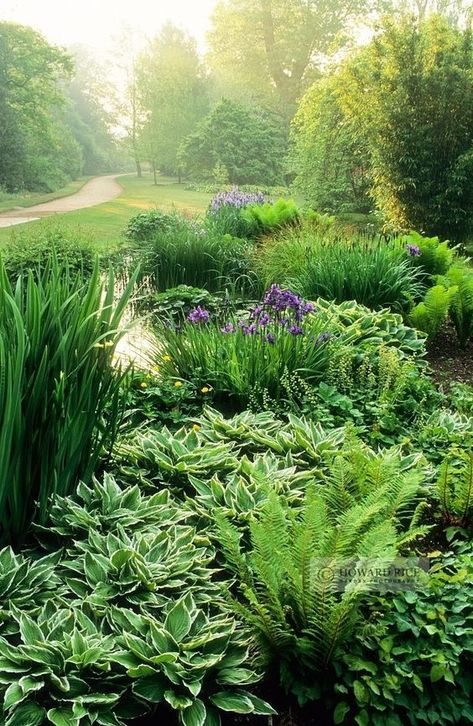 mixed bed - ferns, hosta, iris Iris Garden Ideas Landscaping, Bog Garden, Ferns Garden, Hosta Gardens, Hosta Plants, Shade Gardens, Iris Garden, Woodland Garden, Garden Photography