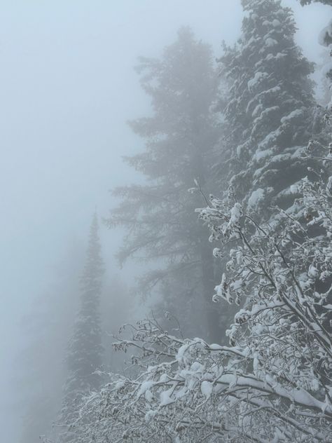 Trees in the fog on the mountains Snowy Sky Aesthetic, February Winter Aesthetic, January Aethestic, Winter Aesthetic Nature, Winter Fae Aesthetic, February Aesthetic Photography, January Core, January Aesthetic Month, January Photos