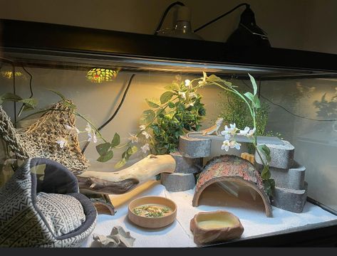 Bearded Dragon Aesthetic Tank, Girly Reptile Enclosure, Aesthetic Leopard Gecko Tank, Cute Bearded Dragon Tank Ideas, Lizard Cage Ideas, Bearded Dragon Terrarium Setup, Bearded Dragon Enclosure Ideas Aesthetic, Beared Dragon Cage Ideas Cute, Beardie Enclosure Ideas