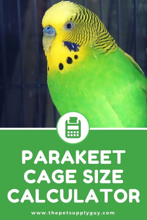 Selecting the right size cage for your parakeet is vital for their health and well being. Try our easy to use cage size calculator, so you can be sure the cage you get will big enough for any number of parakeets. How To Take Care Of Parakeets, Parakeet Cage Ideas, Diy Parakeet Cage, Pet Parakeet, Big Bird Cage, Parrot Cages, Parakeet Care, Best Pet Birds, Budgie Cage