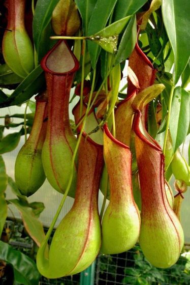 Bug Eating Plants, Carnivorous Pitcher Plant, Insectivorous Plant, Strange Flowers, Weird Plants, Bug Zapper, Pitcher Plant, Unusual Plants, Unusual Flowers