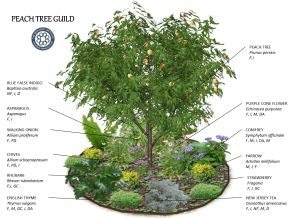 Phoenix Gardening, Adobe Garden, Fruit Tree Guild, Tree Guild, Utah Garden, Fruit Tree Garden, Food Forest Garden, Permaculture Garden, Orchard Garden