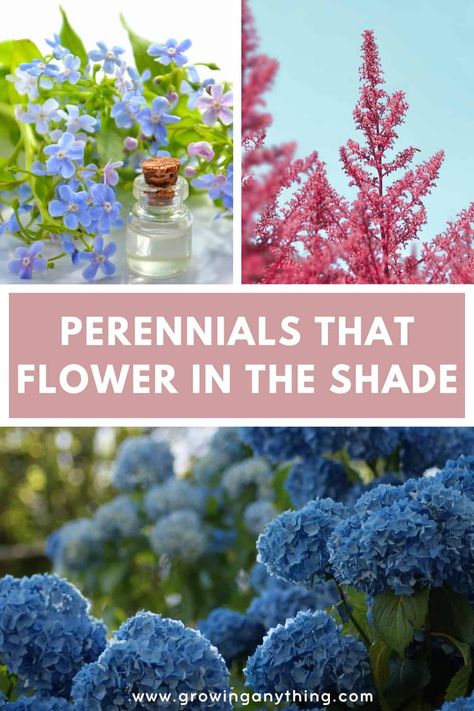 Perennials That Flower in the Shade and Top 10 Best Choices for 2024 Zone 9 Shade Plants Perennials, Partial Shade Flower Bed Design, Flowers That Grow In Shade, Flowers For Shaded Areas, Shade Flower Garden, Full Shade Perennials, Partial Shade Perennials, Shade Perennial Garden, Shade Flowers Perennial