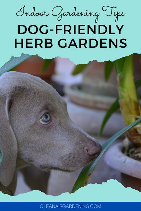 Safe Herbs For Dogs, Herbs Safe For Dogs, Plants Toxic To Dogs, Toxic For Dogs, Arizona Plants, Healthy Vibes, Air Garden, Dog Kennel Designs, Small Herb Gardens