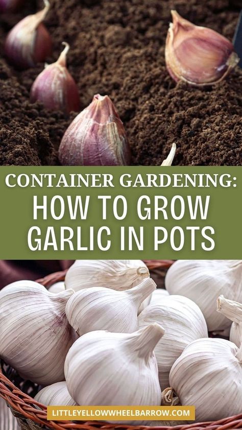 How to grow garlic in a pot or container tips and advice for beginners or avid gardeners. Tips and ideas for growing garlic as part of your container garden plans. Step by step tips about growing garlic in containers or pots made easy. Plan, plant, and grow garlic in containers. DIY garlic container gardening tips. Growing garlic in containers made simple from seed to harvest. Planting garlic and learn how to grow garlic in pots. Growing Garlic In Containers, Garlic In Containers, Gemüseanbau In Kübeln, Giant Vegetable, Grow Garlic, Planting Garlic, Garden Container, Growing Garlic, Container Vegetables