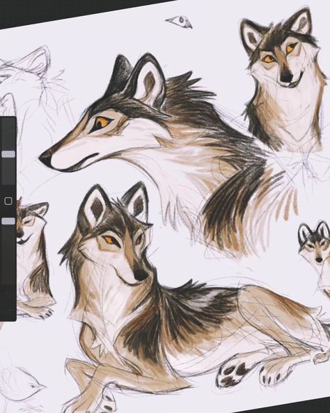 Jasper! #wolf #sketch #procreate | Instagram Wolf Head Photography, Wolf Drawing Reference Poses, How To Draw Wolfs, Wolf Standing Drawing, White Wolf Character Design, Wolf Side Profile Drawing, Wolf Body Language, Wolf Head Front View, Wolf Head Reference