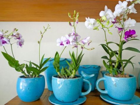 Como cuidar de mini orquídeas. As mini orquídeas sãos plantas delicadas que, como o próprio nome diz, contemplam o estilo minimalista de gosto para decoração. Suas flores pequenas e delicadas, sendo algumas só visíveis em sua total... Mini Orquideas, Orchid Flower Arrangements, Orchid Planters, Orchid Flower, Mug Cup, Container Gardening, Indoor Plants, House Plants, Orchids