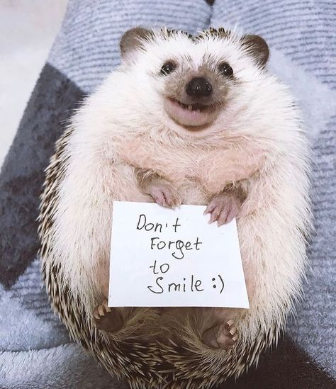 @hedgehogwrote on Instagram: “Don’t forget to smile today! So keep smiling guys! 🦔😁 - 📸 Via by @rick_the_hedgehog - Tag someone who needs to see this💙 - Follow 👉…” Cute Headchogs, Hedgehog Smiling, Cute Hedgehogs, Hedgehog Photography, Hedgehog Pfp, Pet Hedgehog, Hedgehog Cute, Hedgehog Cage, Cutest Animals On Earth