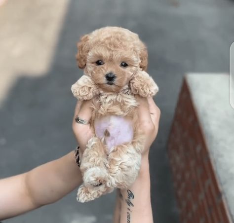 Yea Cup Poodles, Tea Cup Poodles, Tea Cup Poodle Puppies, Teacup Poodles For Sale Near Me, Toy Poodle Puppies For Sale Near Me, Teacup Puppies For Sale Near Me, Teacup Puppies For Sale Near Me Cheap, Teacup Maltipoo For Sale, Mini Toy Poodle