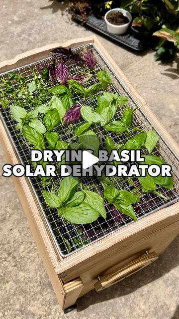 How To Preserve Basil, Preserving Basil, Solar Dehydrator, Dried Basil, Gardening Hacks, Garden Veggies, Dry Fruits, The Perfume, Planting Herbs