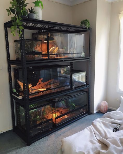 Reptile Rack, Diy Reptile, Snake Terrarium, Snake Enclosure, Reptile Room, Reptile Tank, Reptile Terrarium, Reptile Cage, Reptile Enclosure