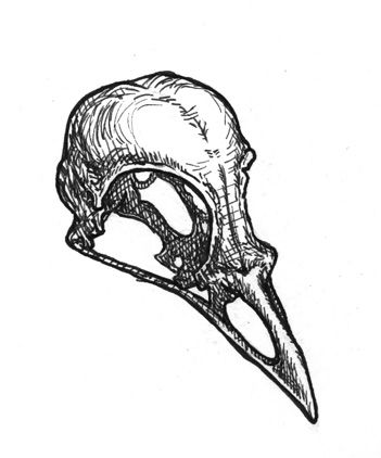 Cráneo de pájaro Bird Skull Tattoo, Elf Rogue, Rabe Tattoo, Skull Anatomy, Small Bird Tattoo, Skull Sketch, Half Elf, Crow Skull, Vox Machina