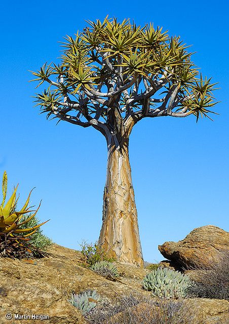 Aloe dichotoma (Quiver Tree) by Martin_Heigan, via Flickr Interesting Trees, Quiver Tree, Kalahari Desert, Green Gardens, Science Physics, Hunting Game, Succulent Gardens, Northern Cape, Beautiful Trees