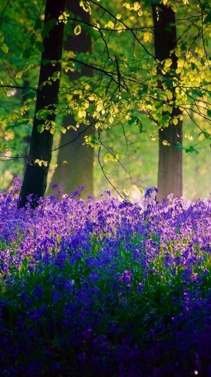 Linda combinacion English Bluebells, Bluebell Woods, Alam Yang Indah, In The Woods, Beautiful Photography, Oahu, Amazing Nature, Nature Pictures, Nature Photos