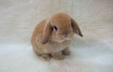 12 Holland Lop Bunnies for Sale Nashville, TN | Rabbits for Sale ... White