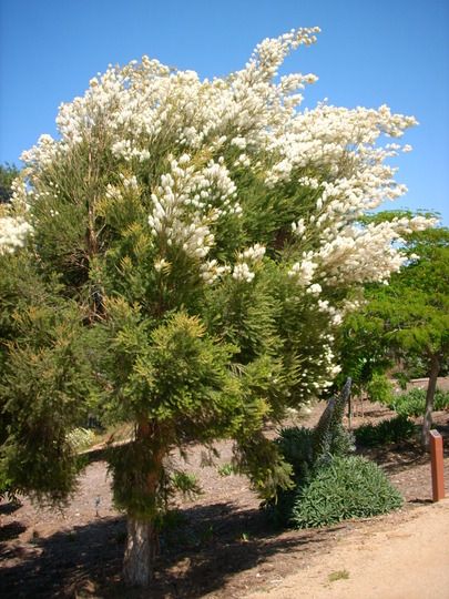 Melalueca tree Australian Trees, Medicinal Tea, Australian Native Flowers, Beautiful Trees, Melaleuca Alternifolia, Healthy Garden, Tree Seeds, Garden Pictures, Green Roof