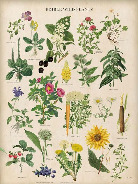 Vintage Botany Illustration, Scientific Illustration Botanical, Botanist Aesthetic, Botany Aesthetic, Botany Poster, Flowers Botanical Illustration, Seaweed Print, Flower Chart, Nature Posters