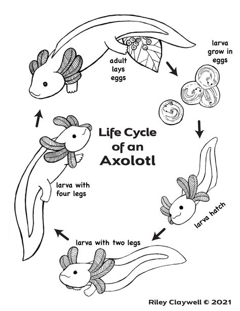 Axolotl Life Cycle, Axolotl Coloring Pages Free Printable, Axolotl Crafts, Axolotl Facts, Axolotl Coloring Page, Dinosaur Facts For Kids, Aquatic Art, Homeschool Nature Study, Dinosaur Facts