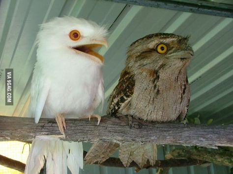 Apparently, the weirdness of the albino Potoo is too much for his normally pigmented brother. Rare Albino Animals, White Animals, Albino Animals, White Birds, Kinds Of Birds, Rare Animals, Pretty Birds, For The Birds, Small Birds