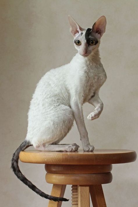 Curly Haired Cat, Domestic Cat Breeds, Cornish Rex, Rex Cat, Devon Rex, Cat Pose, Sphynx Cat, Cat Facts, Open Doors