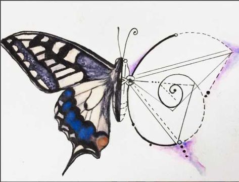 Butterfly & Golden Ratio @art.Hana - Imgur Golden Mean Ratio Art, Fibonacci Art Drawing, Golden Ratio Drawing, Fibonacci Sequence Art, Geometry Butterfly, Golden Ratio In Nature, Fibonacci Sequence In Nature, Fibonacci Spiral Art, Golden Ratio Tattoo