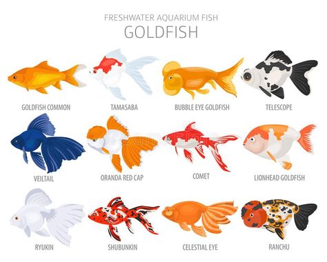 Types Of Goldfish, White Goldfish, Lionhead Goldfish, Bubble Eye Goldfish, Common Goldfish, Comet Goldfish, Goldfish Types, Fantail Goldfish, Goldfish Aquarium