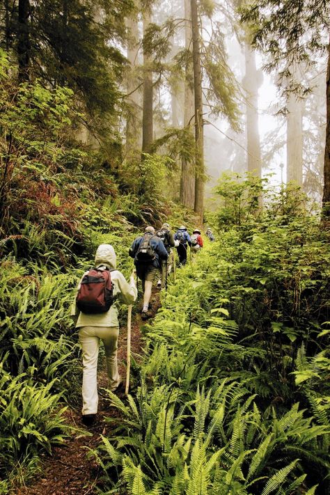 . Natural Mood, Shinrin Yoku, Redwood National Park, Forest Bathing, Stronger Immune System, Nature Hikes, Walk In The Woods, Nature Girl, Walking In Nature