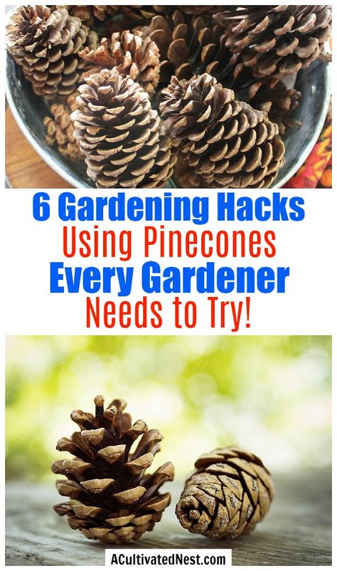 6 Ways to Use Pine Cones in Your Garden- Did you know that pine cones can be beneficial in your garden? Here are 7 genius ways to use pine cones in your garden that every gardener needs to try! | gardening hacks, frugal gardening, what to do with pine cones, #gardening #garden #gardeningTips #ACultivatedNest Garden Diy Decoration Ideas, Pine Cone Bird Feeder, Make A Bird Feeder, Frugal Gardening, Pine Garden, Pinecone Crafts Kids, Small Pine Cones, Hacks And Tips, Garden Hacks